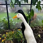 Independante Au Calme, Petit-dejeuner Inclus לינה וארוחת בוקר Arthes